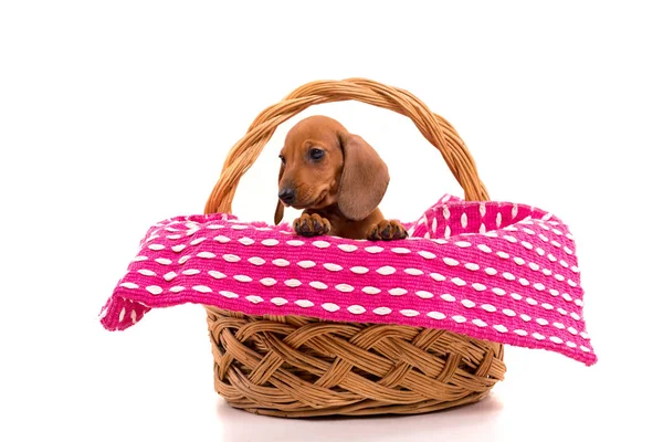 Beautiful teckel puppy — Zdjęcie stockowe