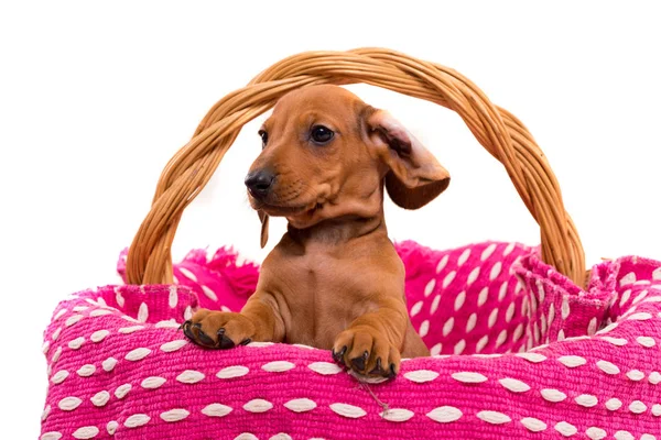 Belo cachorrinho teckel — Fotografia de Stock