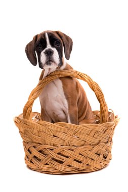 Boxer Köpek sepeti