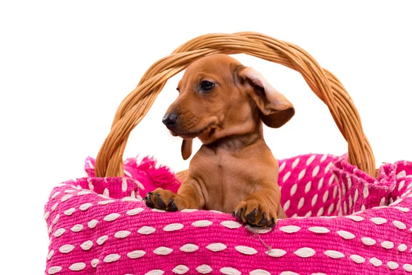 Belo cachorrinho teckel — Fotografia de Stock