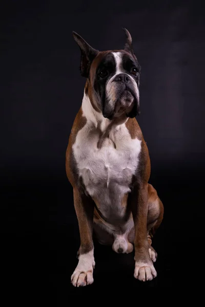 Erwachsener deutscher Boxer — Stockfoto