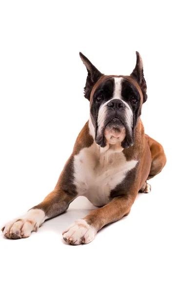 German boxer lying — Stock Photo, Image