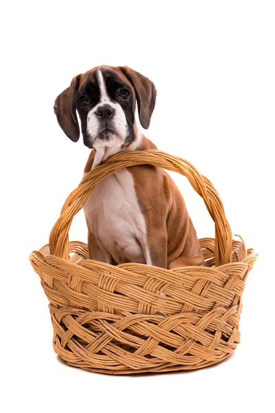 Boxer Köpek sepeti — Stok fotoğraf