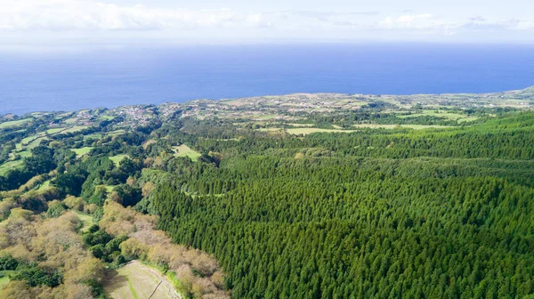 Alberi dell'arcipelago delle Azzorre — Foto Stock