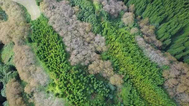 Häpnadsväckande träden i ögruppen Azorerna — Stockvideo