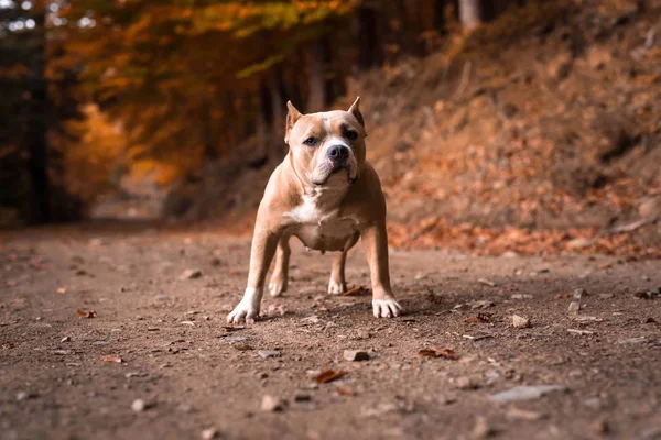 Strong American Bully Dog On Park Stock Photo 2303473261