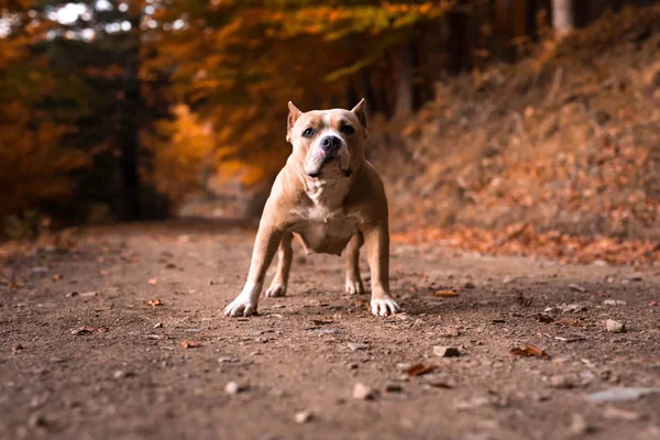 American Bully θηλυκό — Φωτογραφία Αρχείου