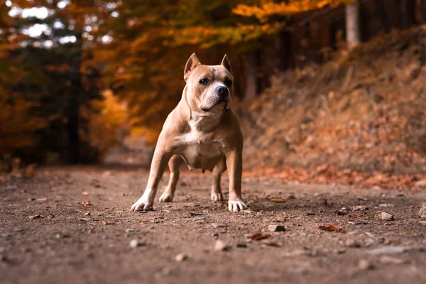 American Bully Γυναίκα Στέκεται Στον Κήπο Φθινόπωρο — Φωτογραφία Αρχείου