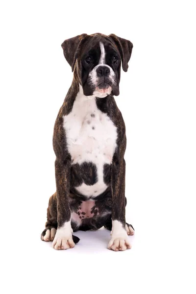 Young Beautiful Boxer Puppy Isolated White Background — Stock Photo, Image