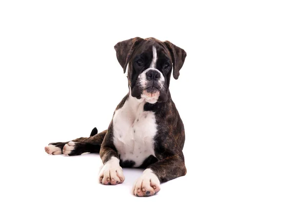 Filhote Cachorro Pugilista Jovem Bonito Isolado Sobre Fundo Branco — Fotografia de Stock