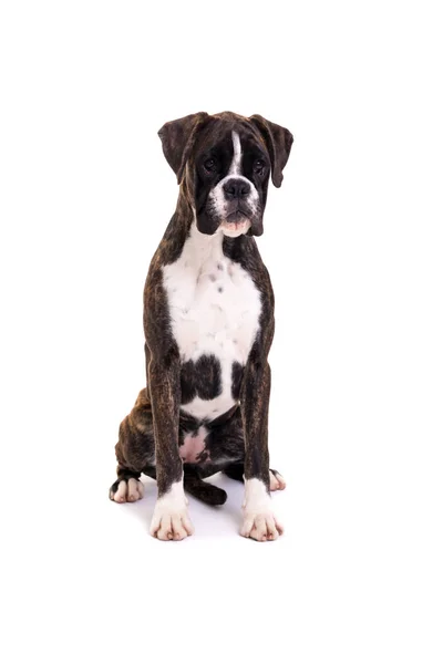 Beautiful Boxer puppy — Stock Photo, Image