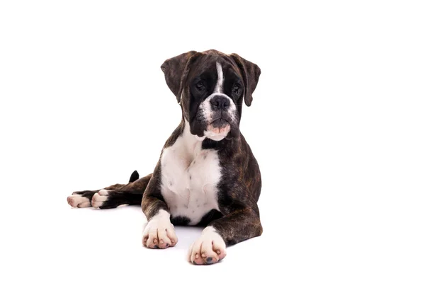 Bonito Boxer Cachorrinho — Fotografia de Stock