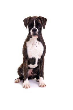 güzel boxer köpek yavrusu
