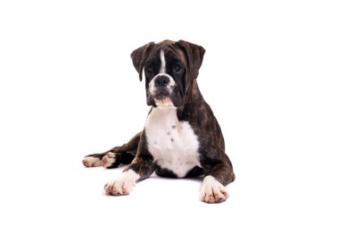 güzel boxer köpek yavrusu