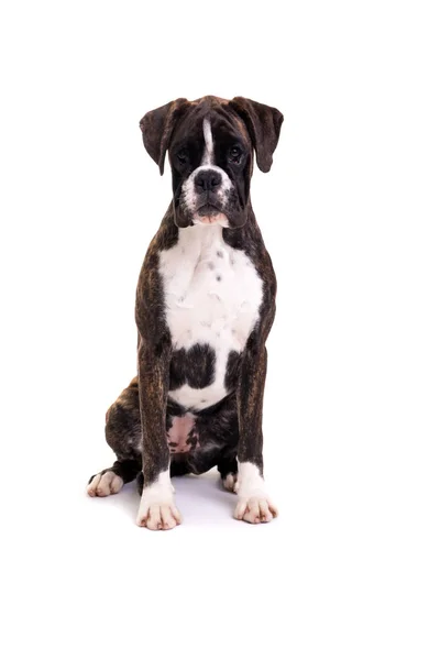 Hermoso Cachorro Boxer — Foto de Stock