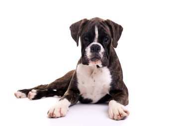 Beyaz arka plan üzerinde izole genç boksör köpek yavrusu