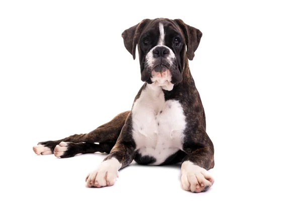 Jovem Puppy Boxer Isolado Fundo Branco — Fotografia de Stock