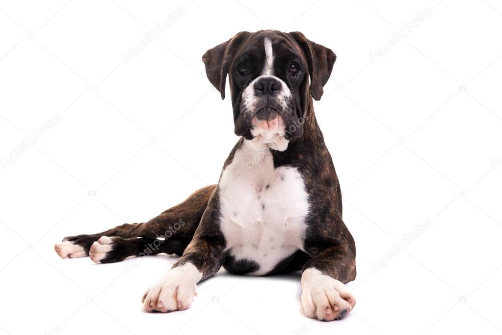young boxer puppy isolated on white background