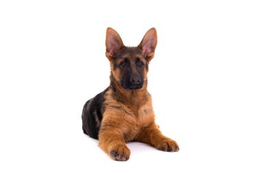 Alman çoban köpek yavrusu beyaz arka plan üzerinde izole döşeme