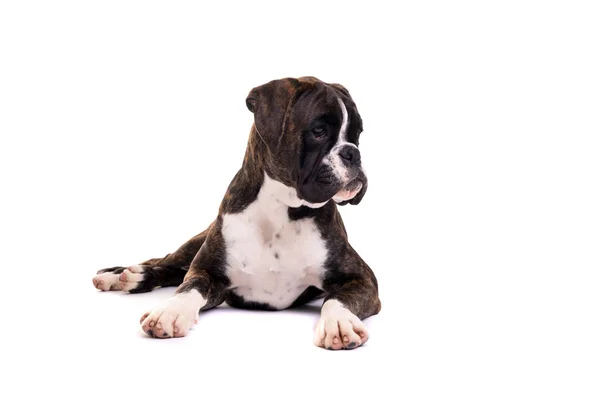 Boxer Filhote Cachorro Que Coloca Isolado Fundo Branco — Fotografia de Stock