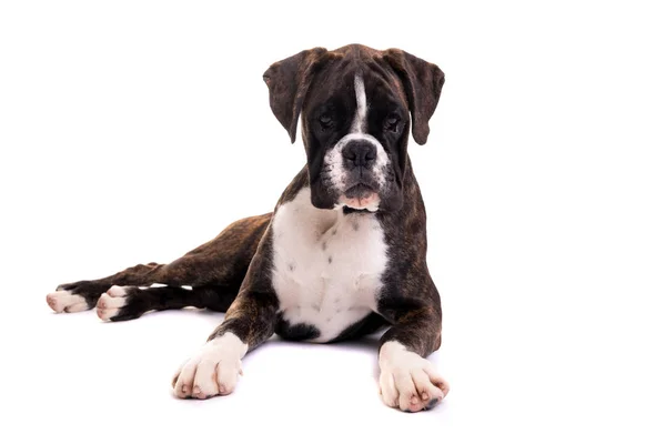 Boxer Filhote Cachorro Que Coloca Isolado Fundo Branco — Fotografia de Stock