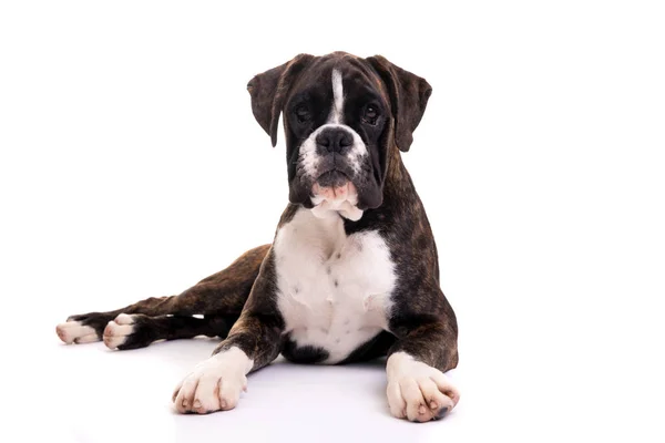 Young Beautiful Boxer Puppy Isolated White Background — Stock Photo, Image