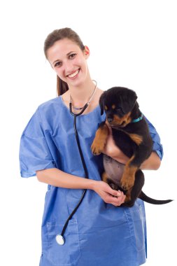 Esmer bir rottweiler köpek yavrusu köpek üzerinde beyaz izole veteriner