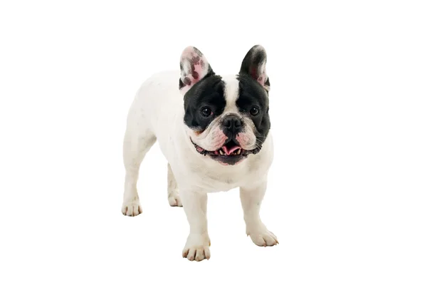 French Bulldog puppy posing isolated over a white background — Stock Photo, Image