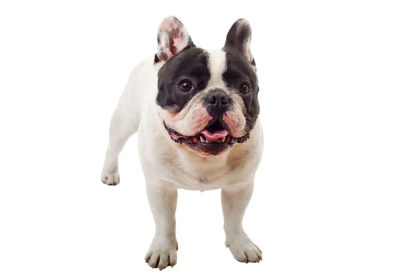 French Bulldog puppy posing isolated over a white background — Stock Photo, Image