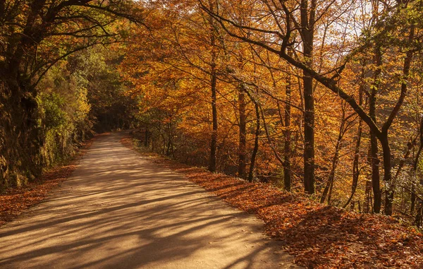 Höstlandskap med väg- och vackra färgade träd, i Geres — Stockfoto