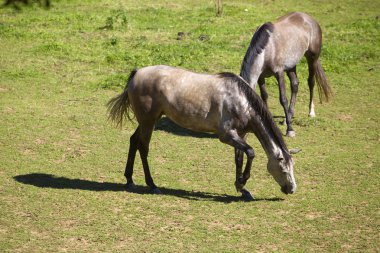 Fransız alps, Fransa için bir çayırda iki at