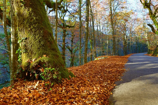 Paisagem de outono com estrada e belas árvores coloridas, em Geres — Fotografia de Stock