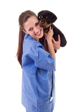 Esmer ile bir rottweiler köpek yavrusu köpek izole veteriner