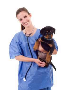 Esmer ile bir rottweiler köpek yavrusu köpek izole veteriner