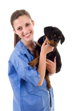 Esmer ile bir rottweiler köpek yavrusu köpek izole veteriner