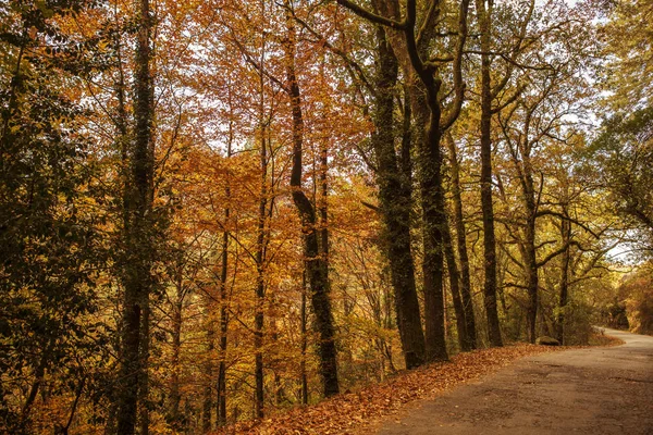 Paisagem de outono com estrada e belas árvores coloridas, em Geres — Fotografia de Stock
