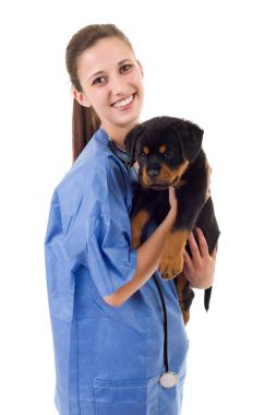 Esmer ile bir rottweiler köpek yavrusu köpek izole veteriner