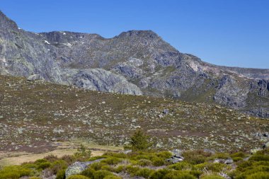 Serra da Estrela görünümü ile Portekiz Alp çiçek