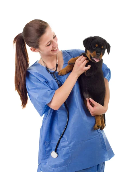 Brunette eläinlääkärin kanssa rottweiler pentu koira eristetty — kuvapankkivalokuva
