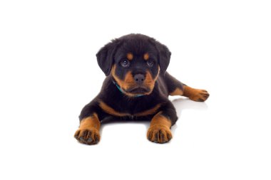 Beyaz arka plan üzerinde izole küçük Rottweiler yavru köpek