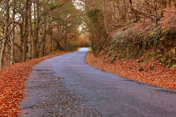 Paysage d'automne avec route et beaux arbres colorés, à Geres, parc national portugais — Photo