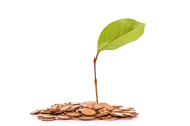 sikke ve beyaz arka plan üzerinde izole bitki