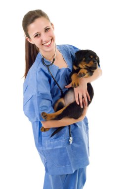 Esmer ile bir rottweiler köpek yavrusu köpek izole veteriner