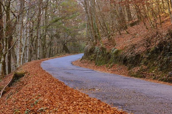 Herbstliche Landschaft mit Straßen und schönen bunten Bäumen, in geres — Stockfoto