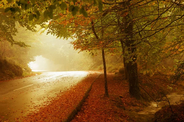 Podzimní les v Mata da Albergaria, Národní park Geres, Portugalsko — Stock fotografie