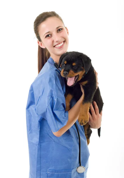Brunette vétérinaire avec un chiot rottweiler chien isolé — Photo