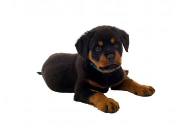 Beyaz arka plan üzerinde izole küçük Rottweiler yavru köpek