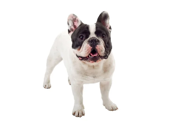 French Bulldog puppy posing isolated over a white background — Stock Photo, Image