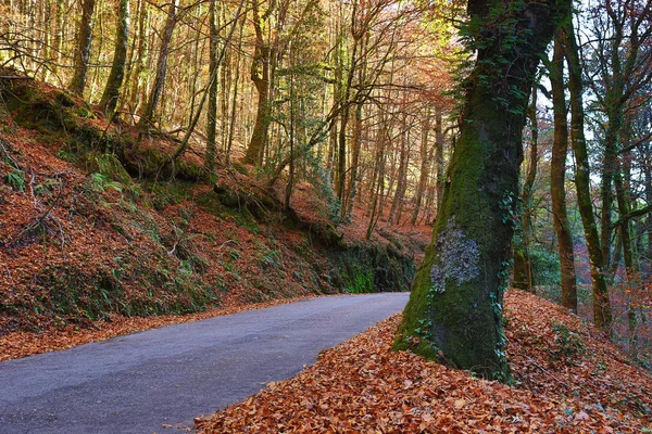 Paisaje otoñal con carretera y hermosos árboles de colores, en Geres, Parque Nacional Portugués —  Fotos de Stock
