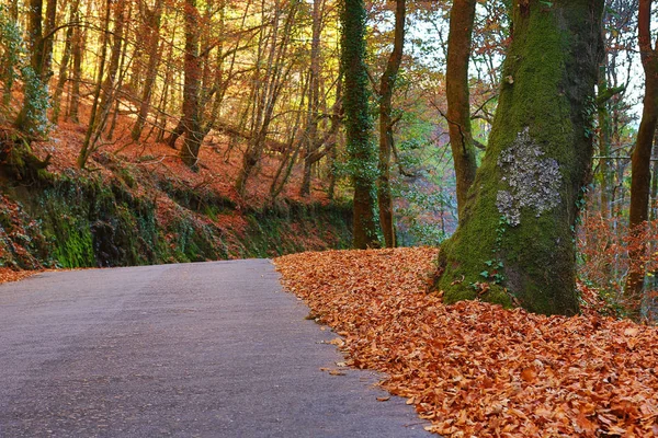 Podzimní krajina se silnicí a krásné barevné stromy, ve městě Geres — Stock fotografie